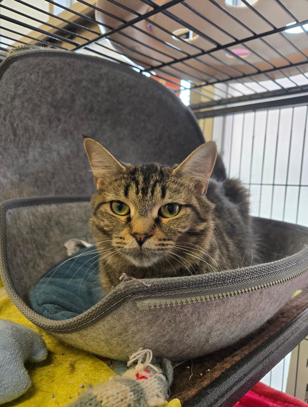 Enlarge Mimosa, a ADOPTABLE Tabby in Hamilton, ON image 3/4