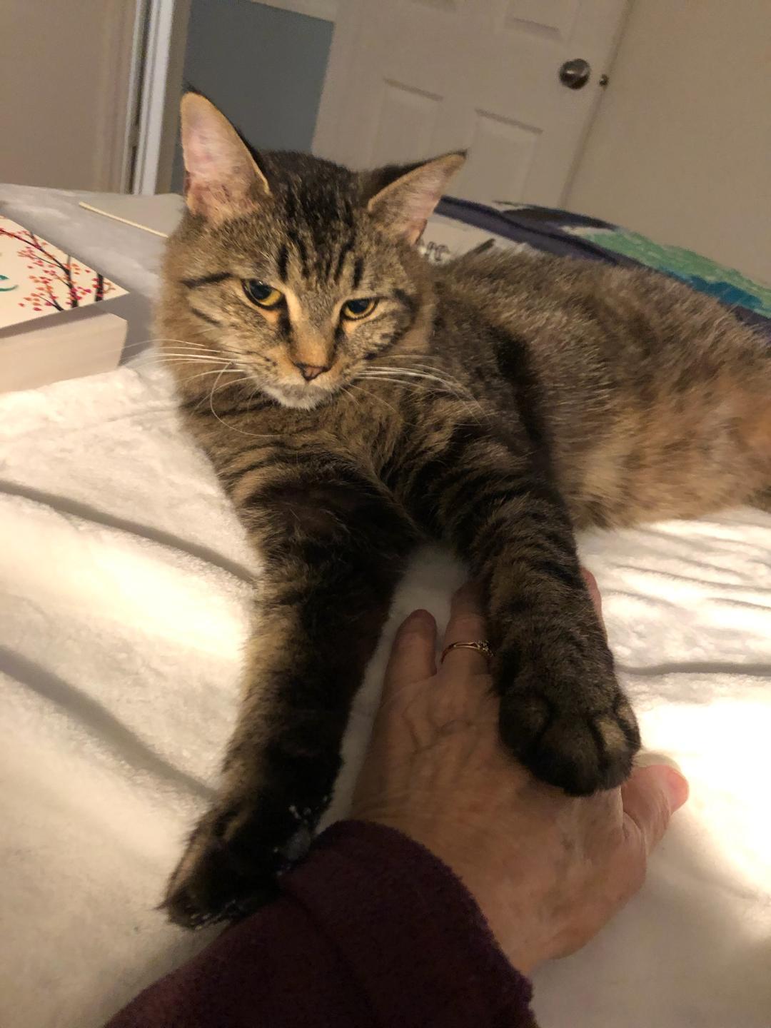 Enlarge Mimosa, a ADOPTABLE Tabby in Hamilton, ON image 2/4