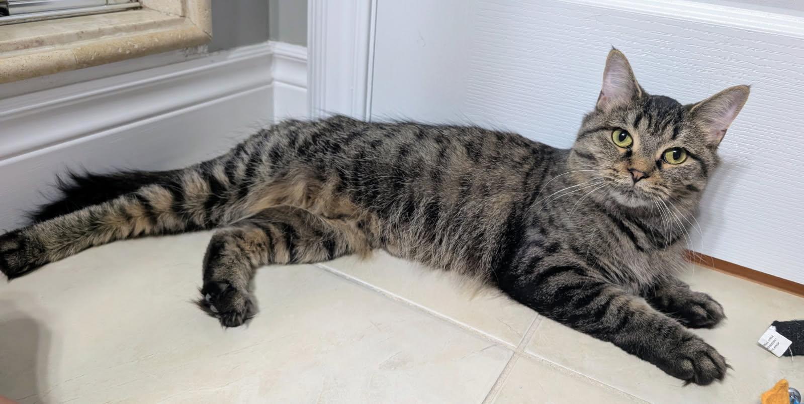 Enlarge Mimosa, a ADOPTABLE Tabby in Hamilton, ON image 1/4