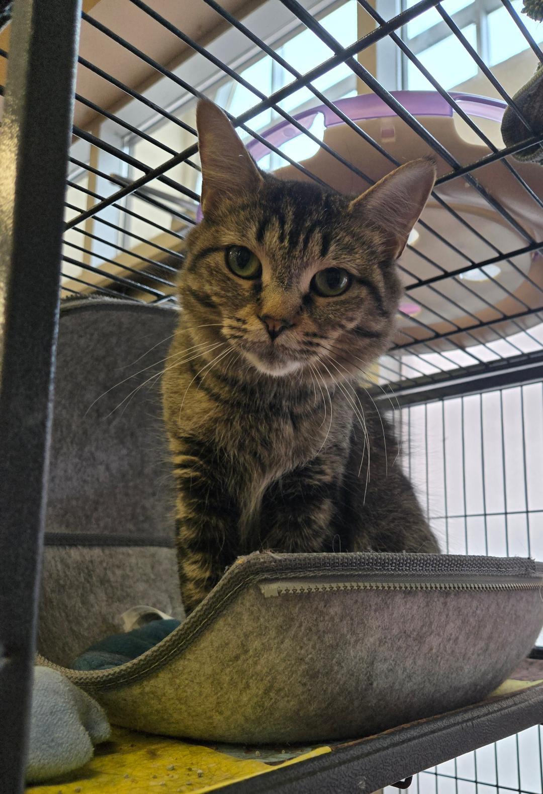 Enlarge Mimosa, a ADOPTABLE Tabby in Hamilton, ON image 1/4