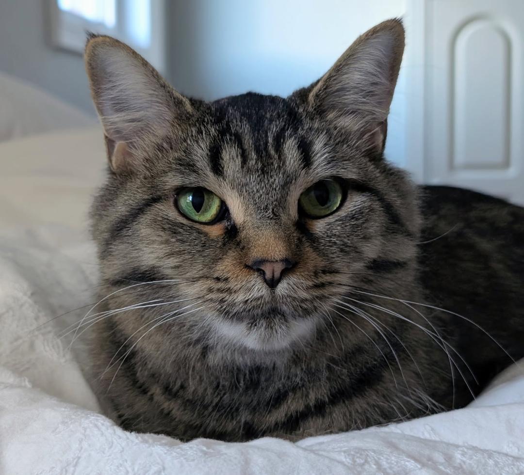 Enlarge Mimosa, a ADOPTABLE Tabby in Hamilton, ON image 2/4