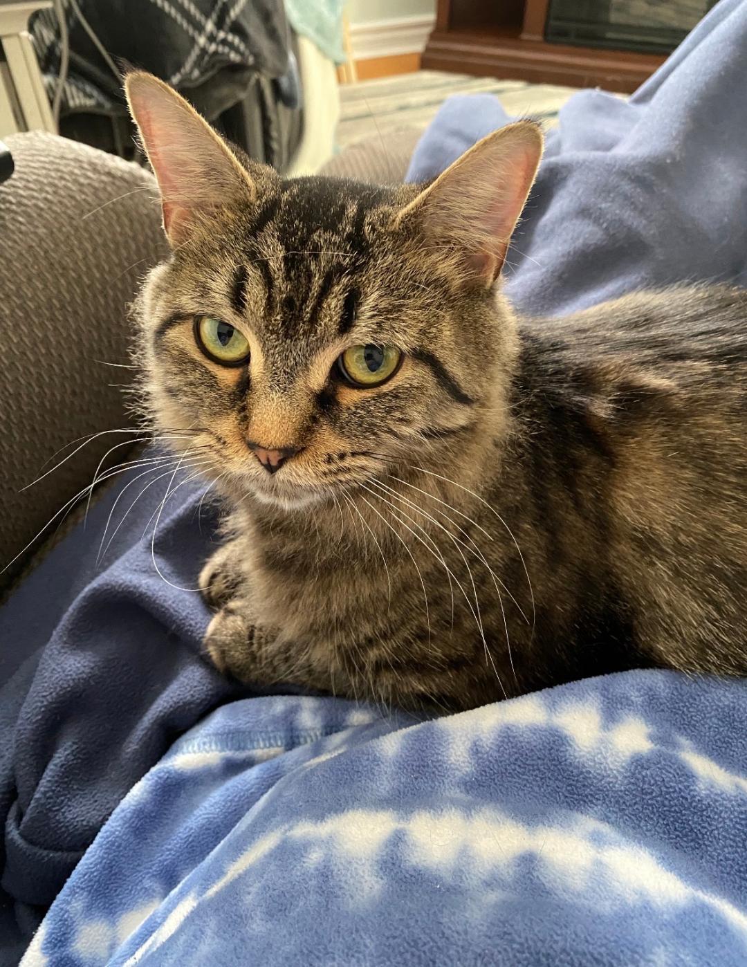 Enlarge Mimosa, a ADOPTABLE Tabby in Hamilton, ON image 4/4