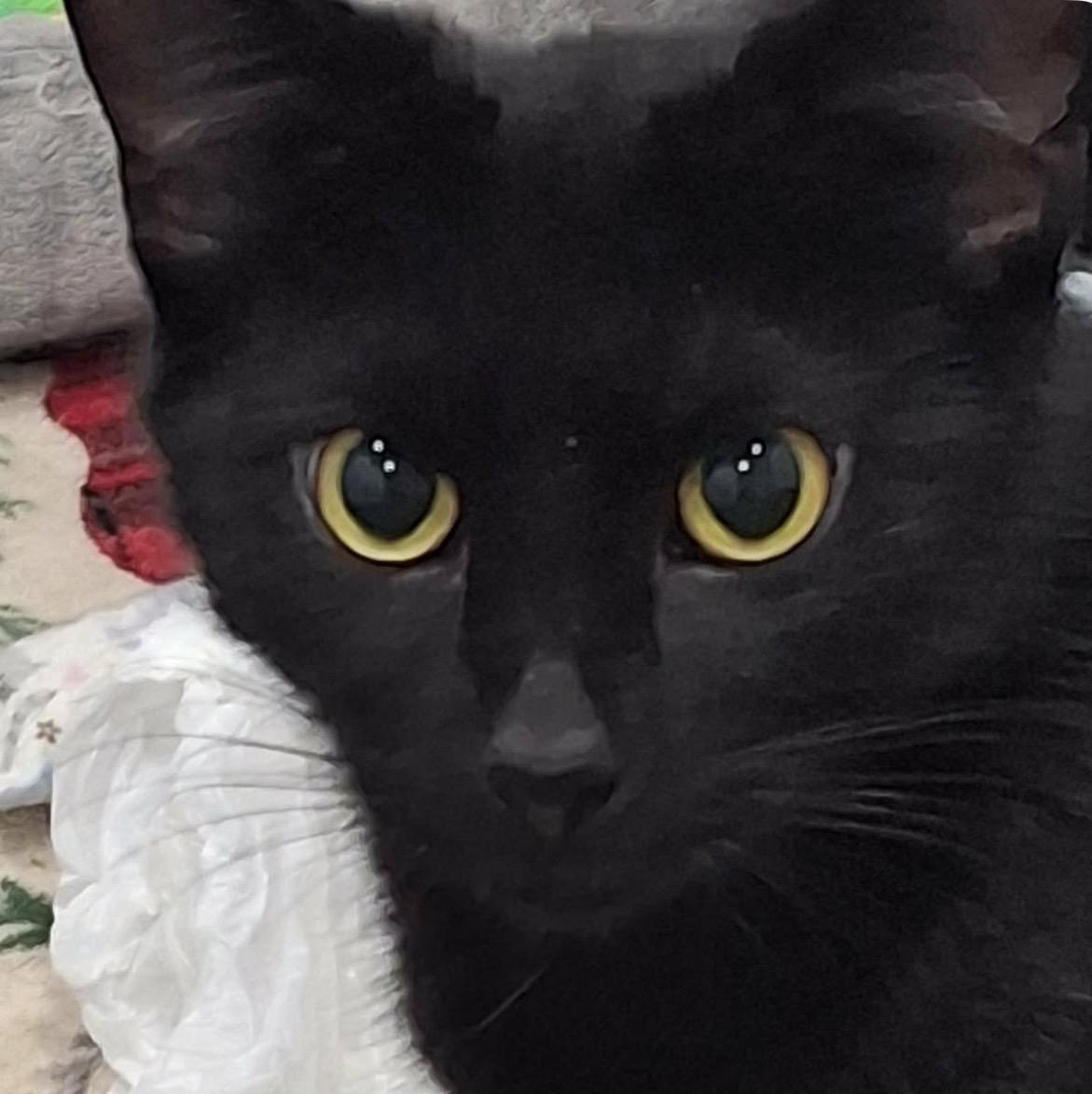 Charcoal Cheddar — thumbnail 2