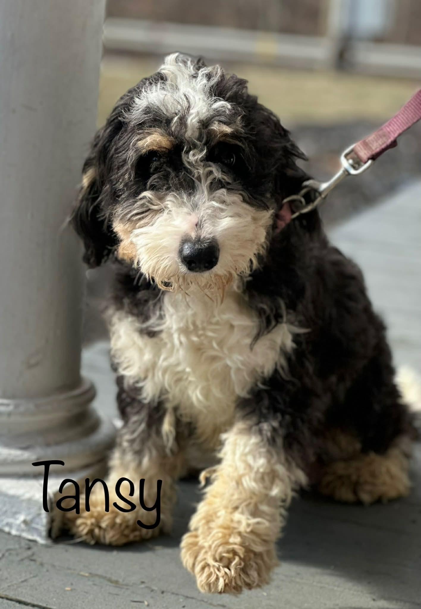 Tansy, ADOPTABLE, Adult Female Bernadoodle.