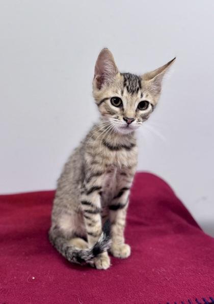 Jonah at PetSmart in Athens, GA, adopted, Kitten Male Domestic Short Hair.