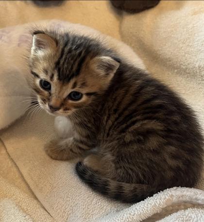 Enlarge Jonah at PetSmart in Athens, GA, an adopted Domestic Short Hair in Bishop, GA image 2/2