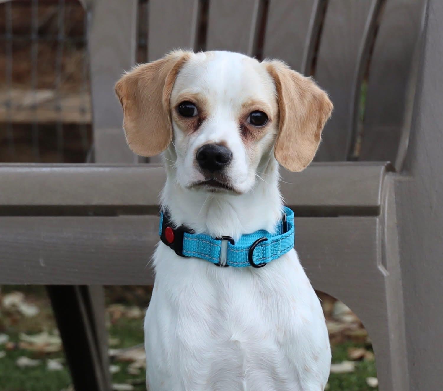 Norm, adopted, Young Male Beagle.