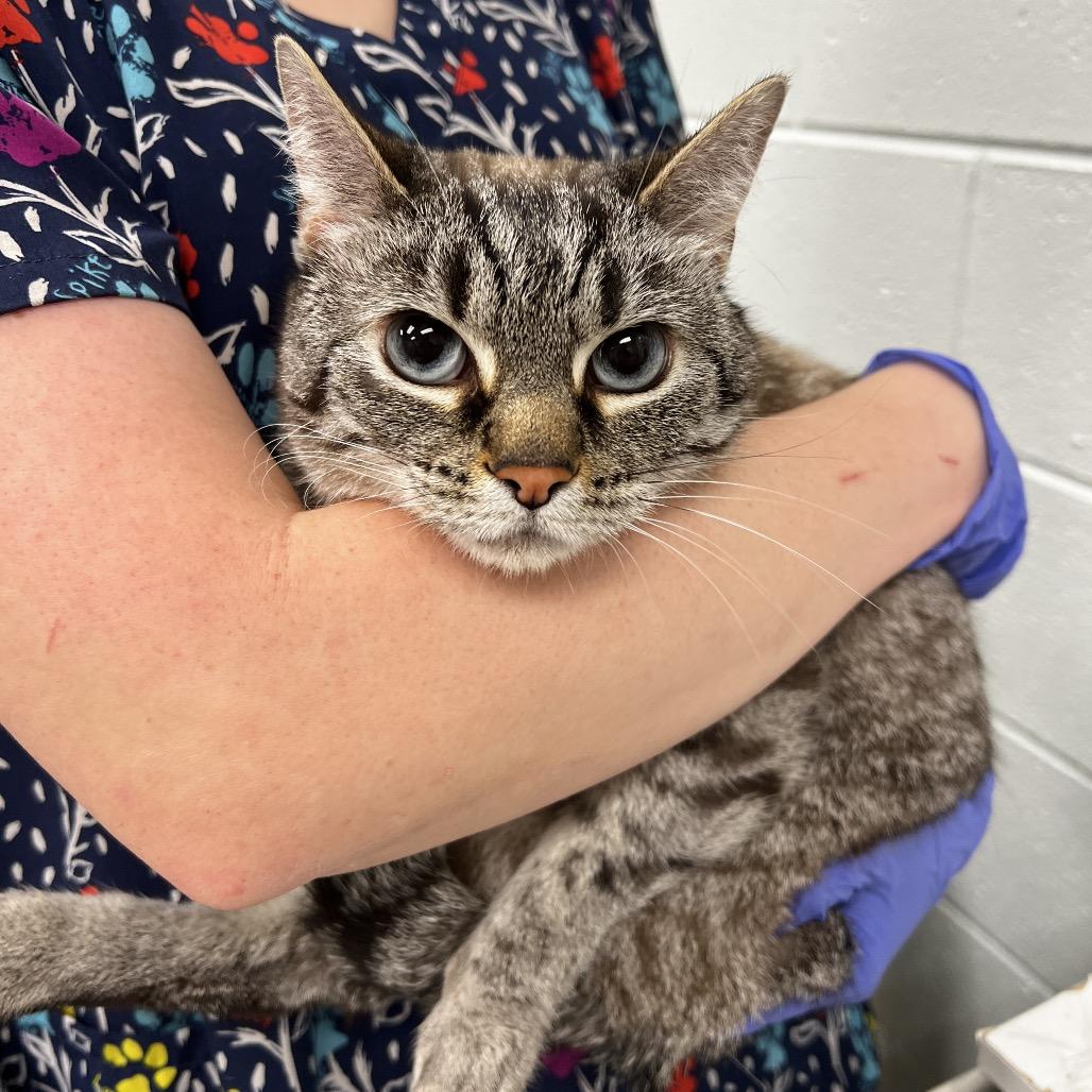 Sugar, Adoptable, Adult Female Domestic Short Hair.