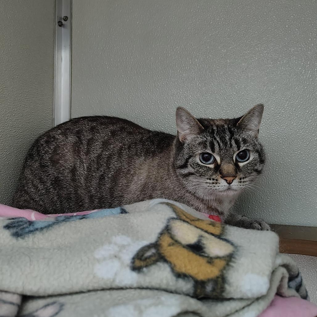 Enlarge Sugar, a Adoptable Domestic Short Hair in Chattanooga, TN image 2/2
