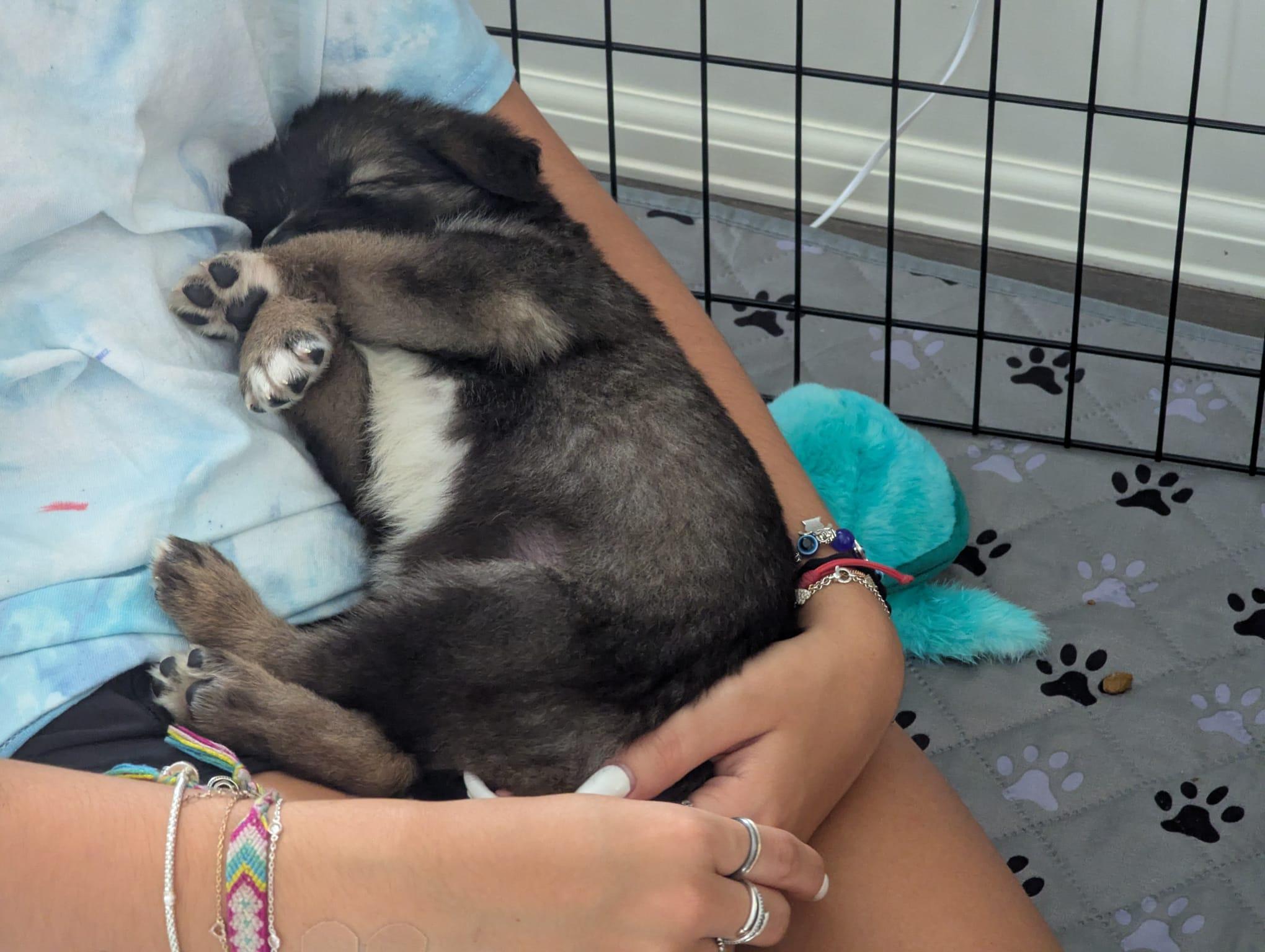 Enlarge Libby's Puppies, a ADOPTABLE mixed breed in Oakville, ON image 5/6