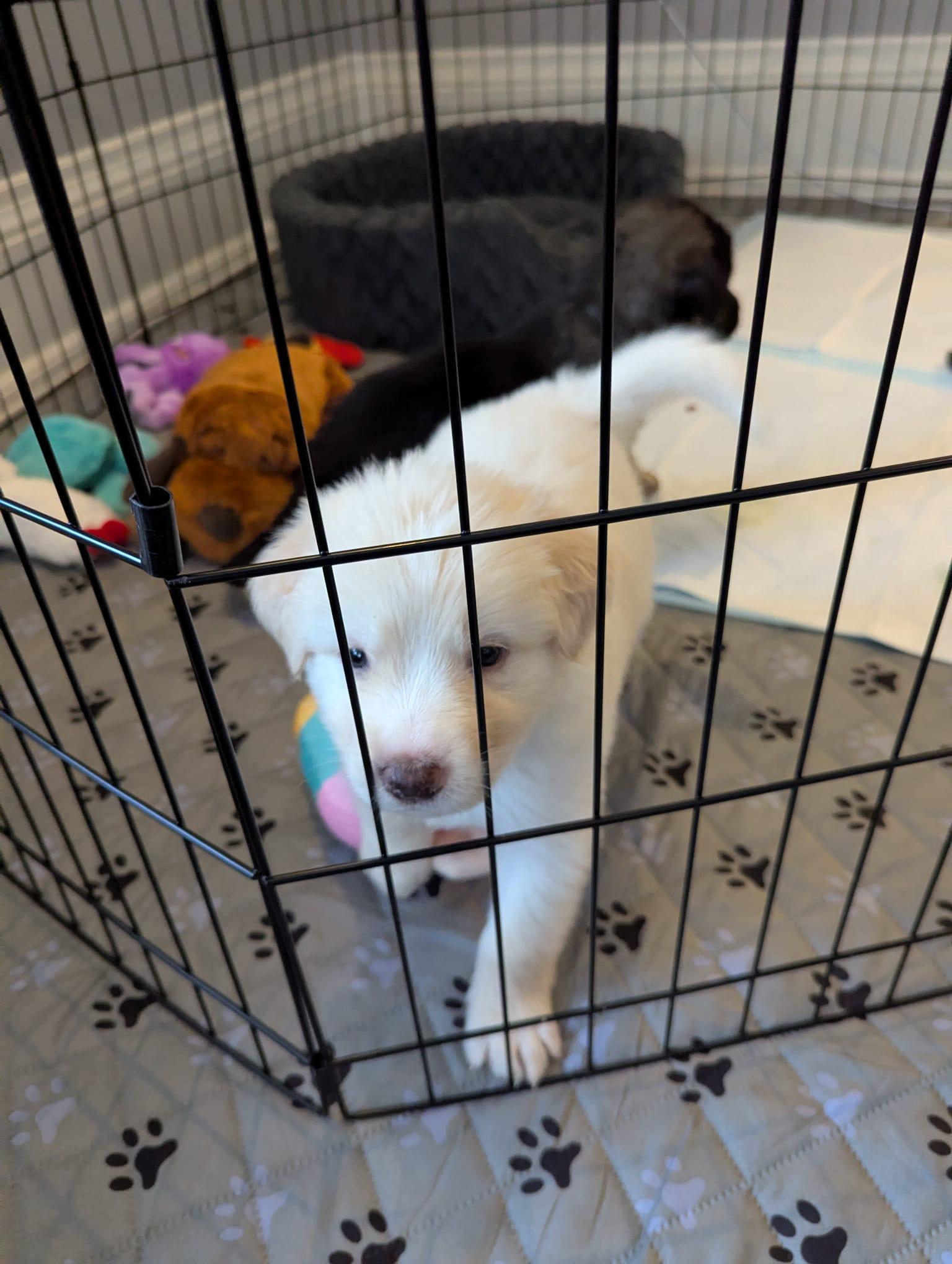 Enlarge Libby's Puppies, a ADOPTABLE mixed breed in Oakville, ON image 6/6