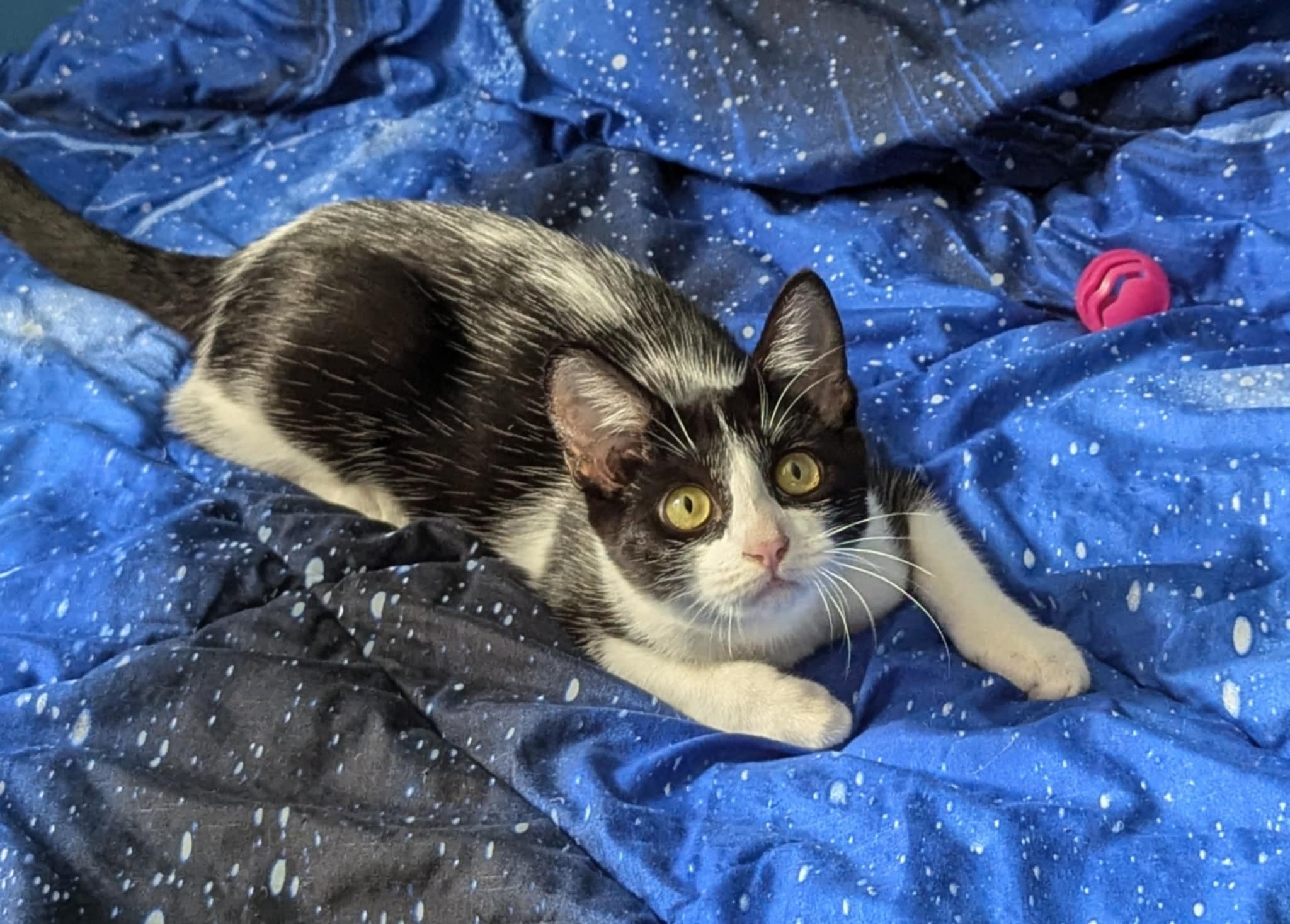 Cat for adoption Rio Vidal, a Domestic Short Hair in Seattle, WA