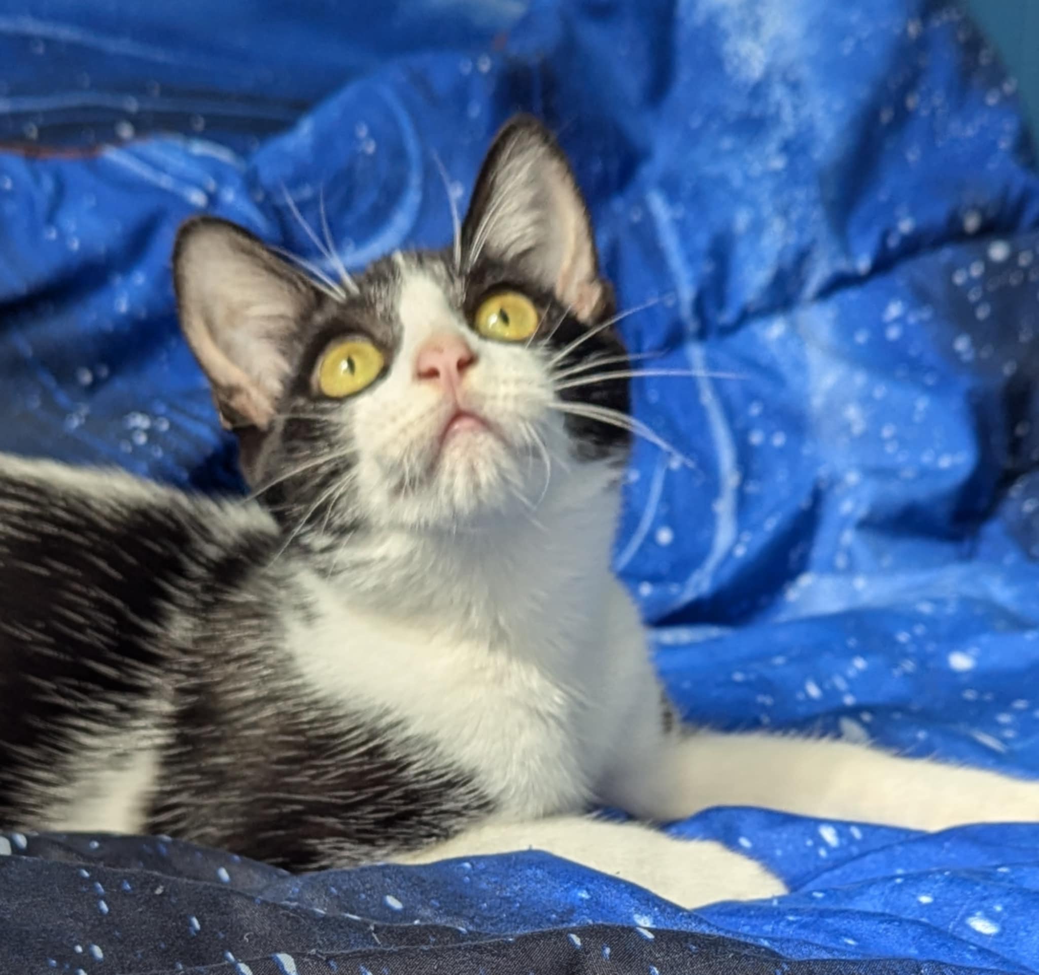 Cat for adoption Rio Vidal, a Domestic Short Hair in Seattle, WA