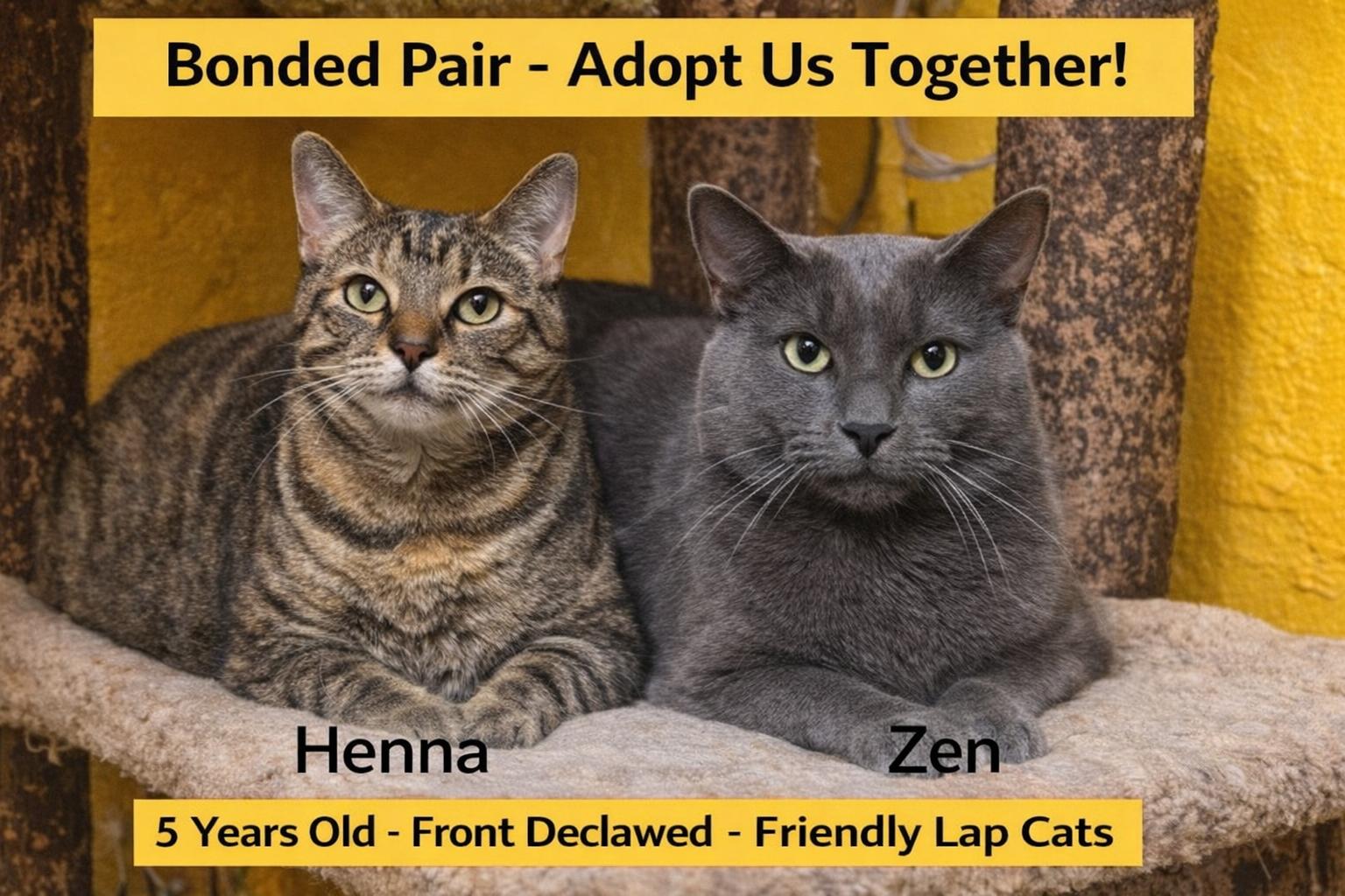 Enlarge Zen(male) and Henna(female) BONDED , an adopted Domestic Short Hair in Myrtle Beach, SC image 2/2