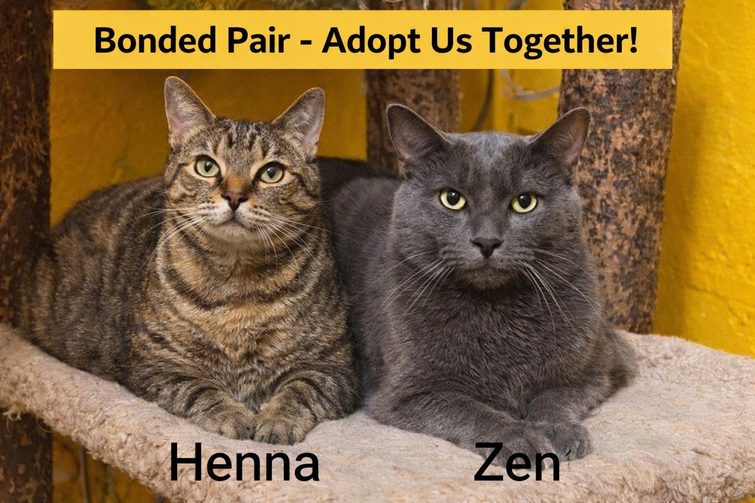 Enlarge Zen(male) and Henna(female) BONDED , an adopted Domestic Short Hair in Myrtle Beach, SC image 1/2