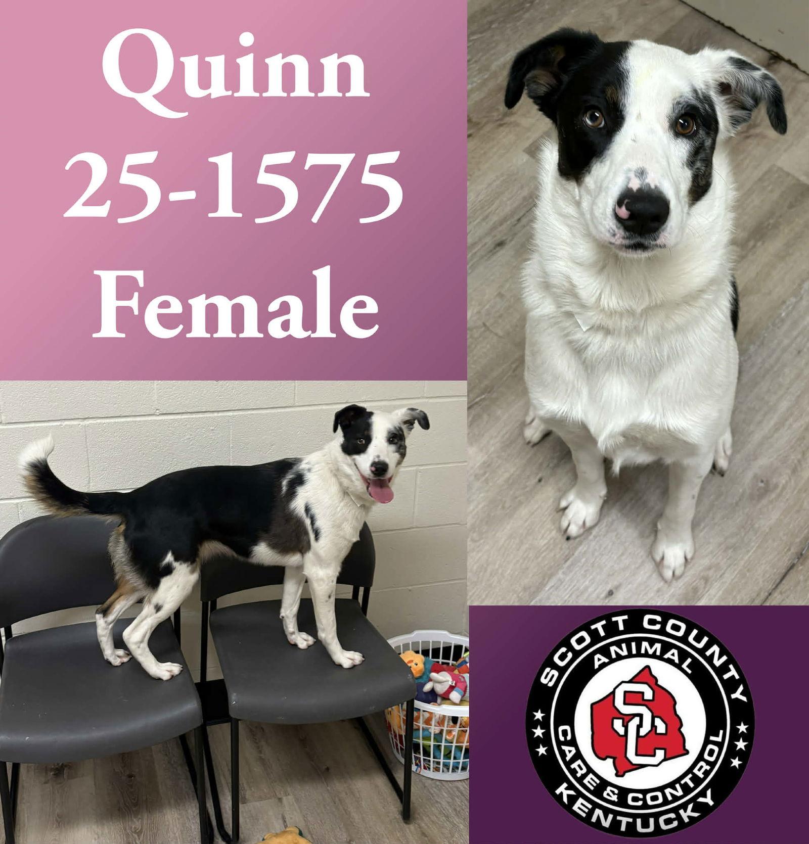 Enlarge Quinn, a Adoptable Collie in Georgetown, KY image 1/1