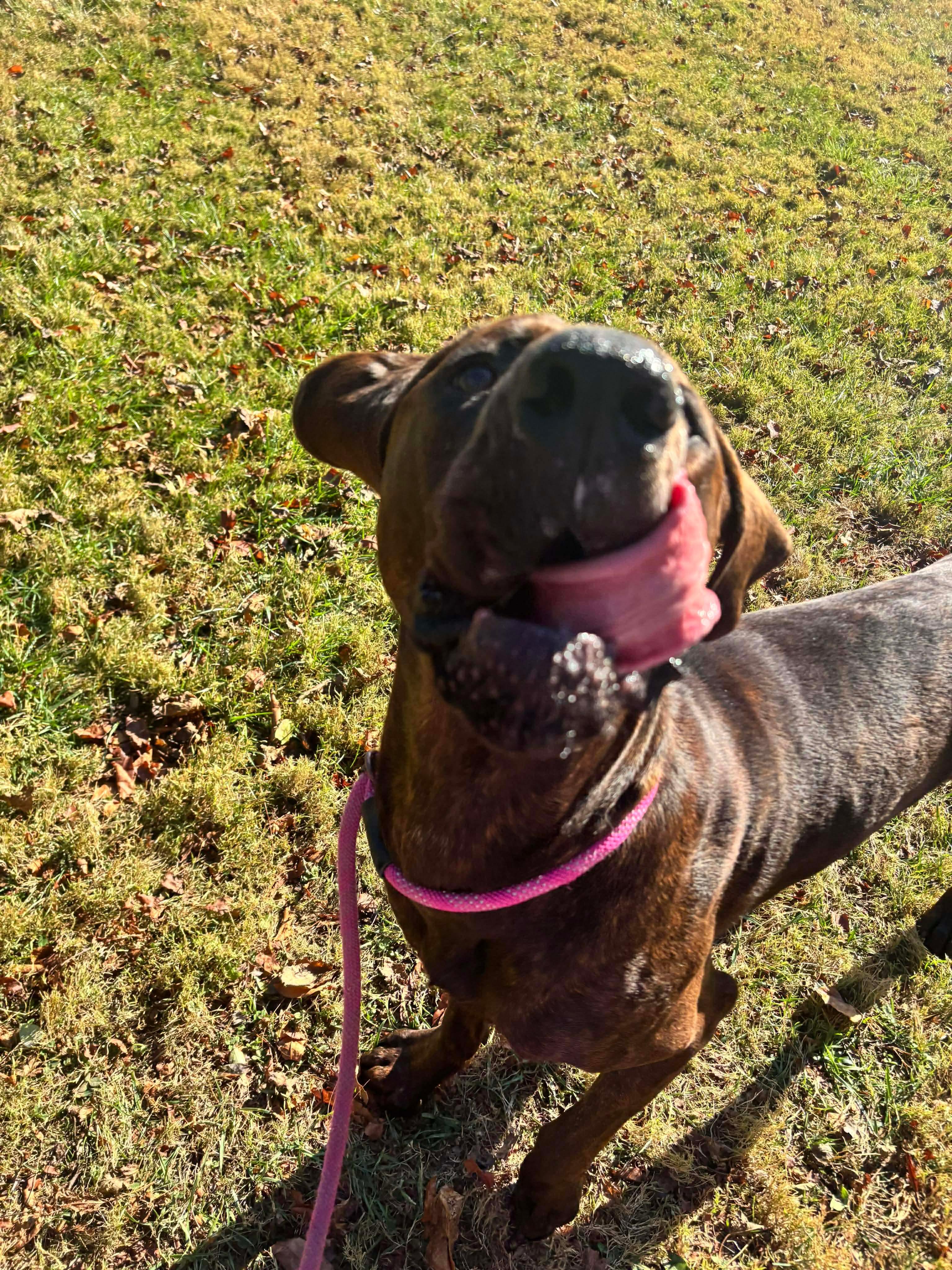 Lurch, Adoptable, Young Male Great Dane & Mastiff.