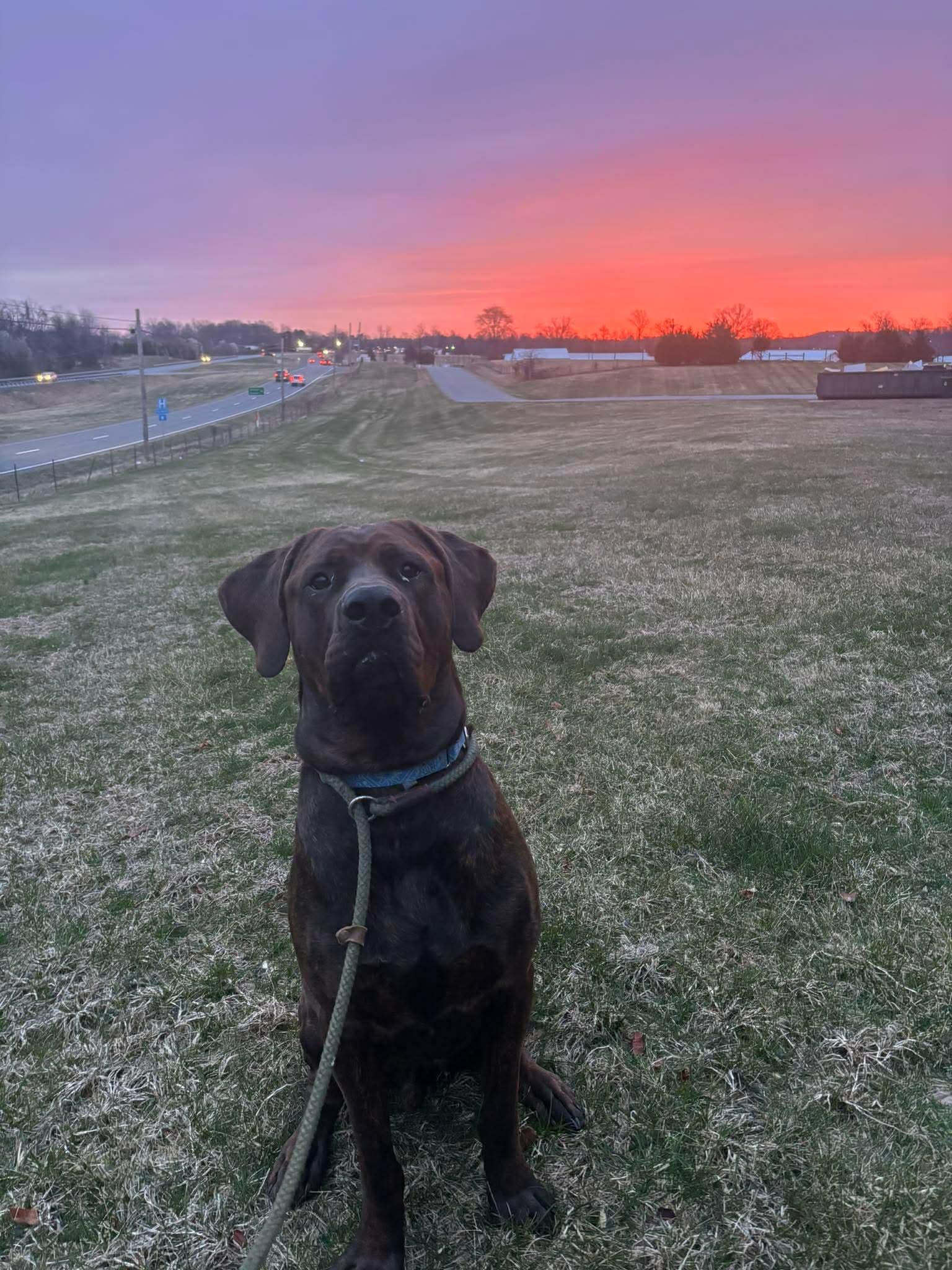 Lurch, adoptable, Young Male Mastiff & Doberman Pinscher.