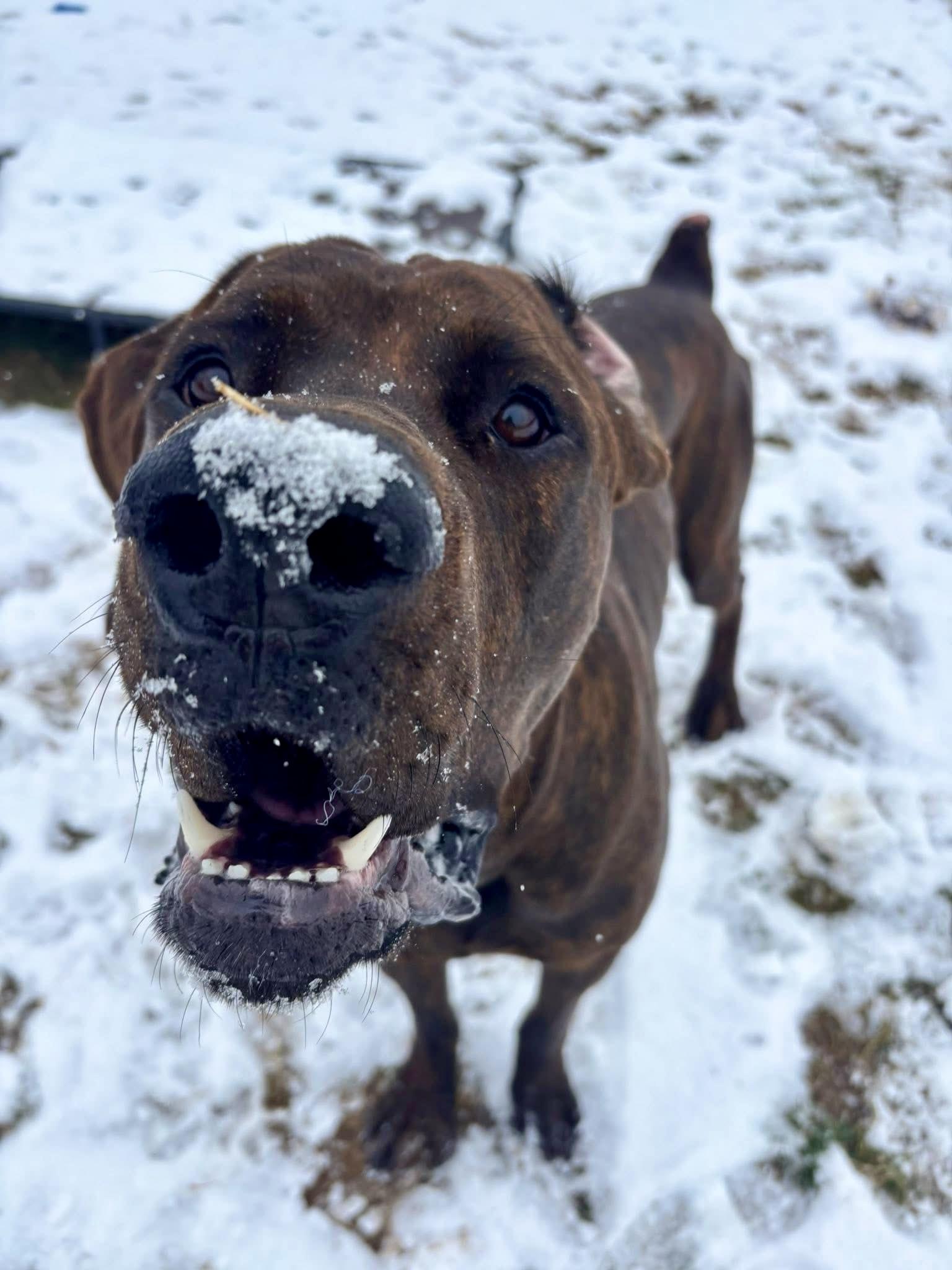 Enlarge Lurch, an adoptable mixed breed in Culpeper, VA image 6/6