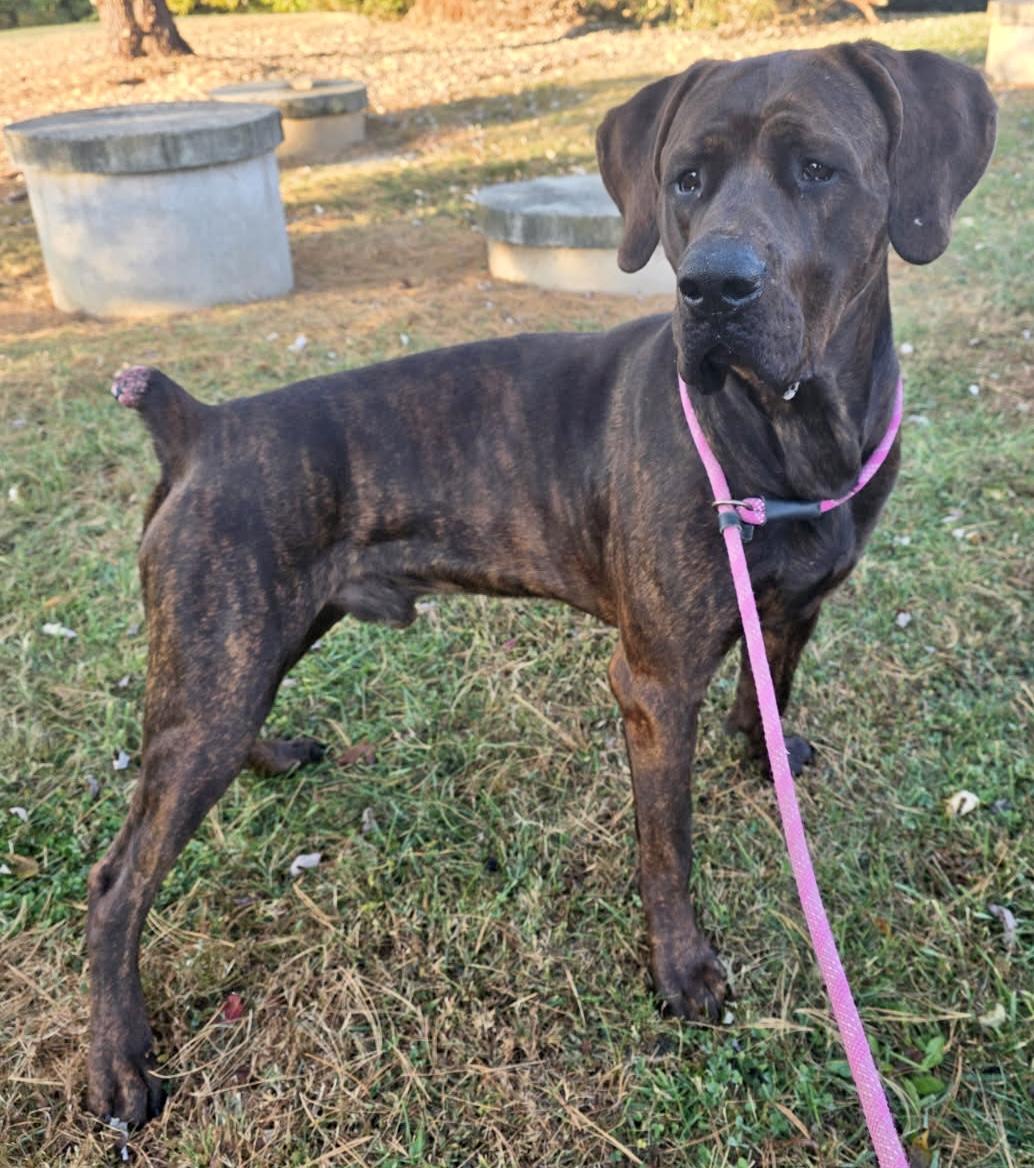 Lurch, a Adoptable mixed breed in Culpeper, VA image 4/6