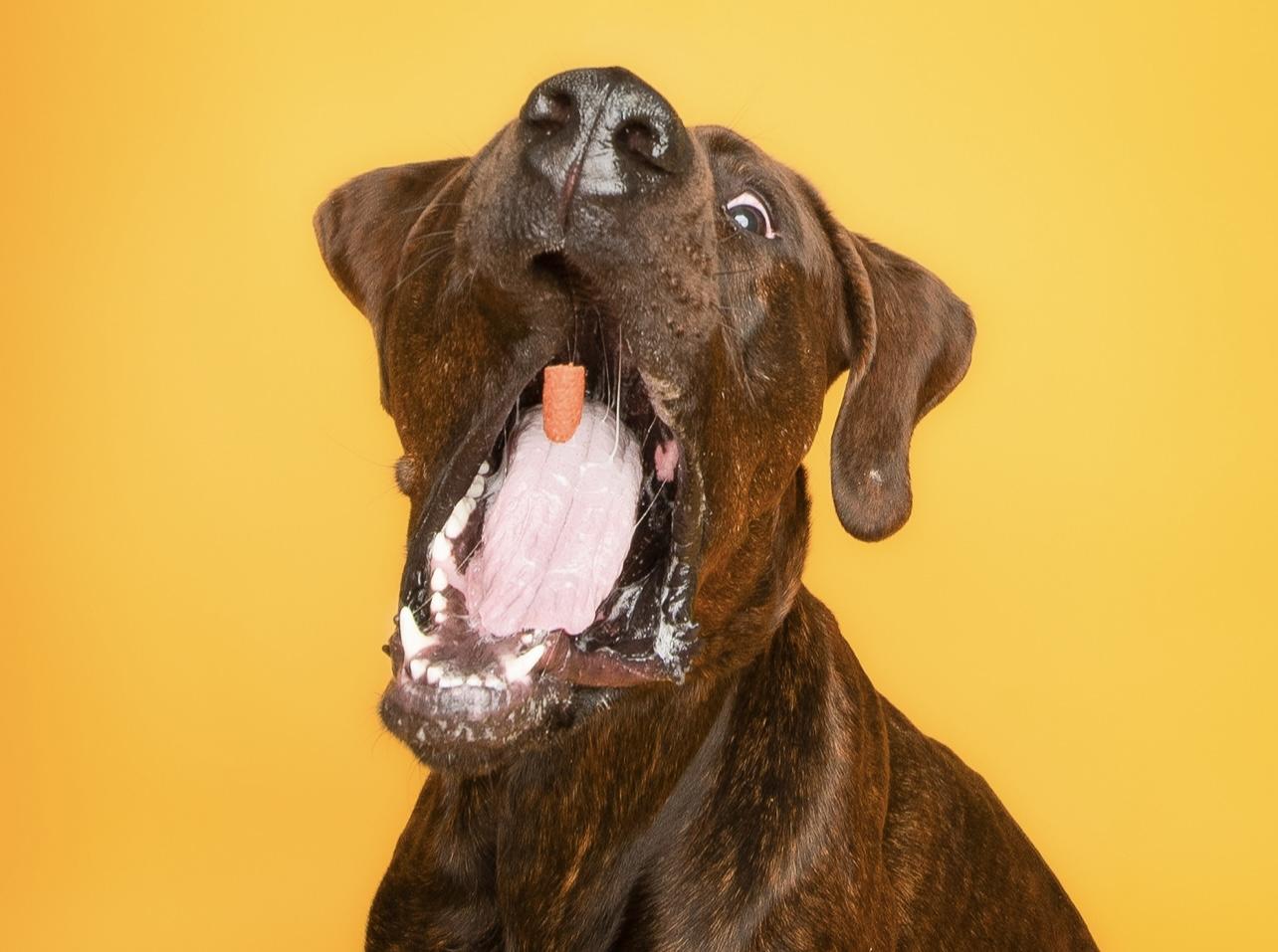 Lurch, a Adoptable mixed breed in Culpeper, VA image 2/6