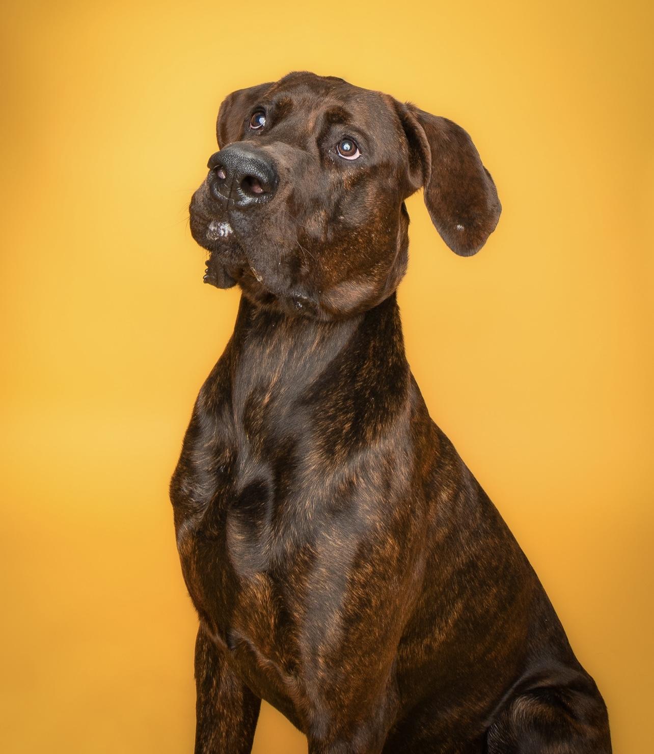 Lurch, a Adoptable mixed breed in Culpeper, VA image 1/6