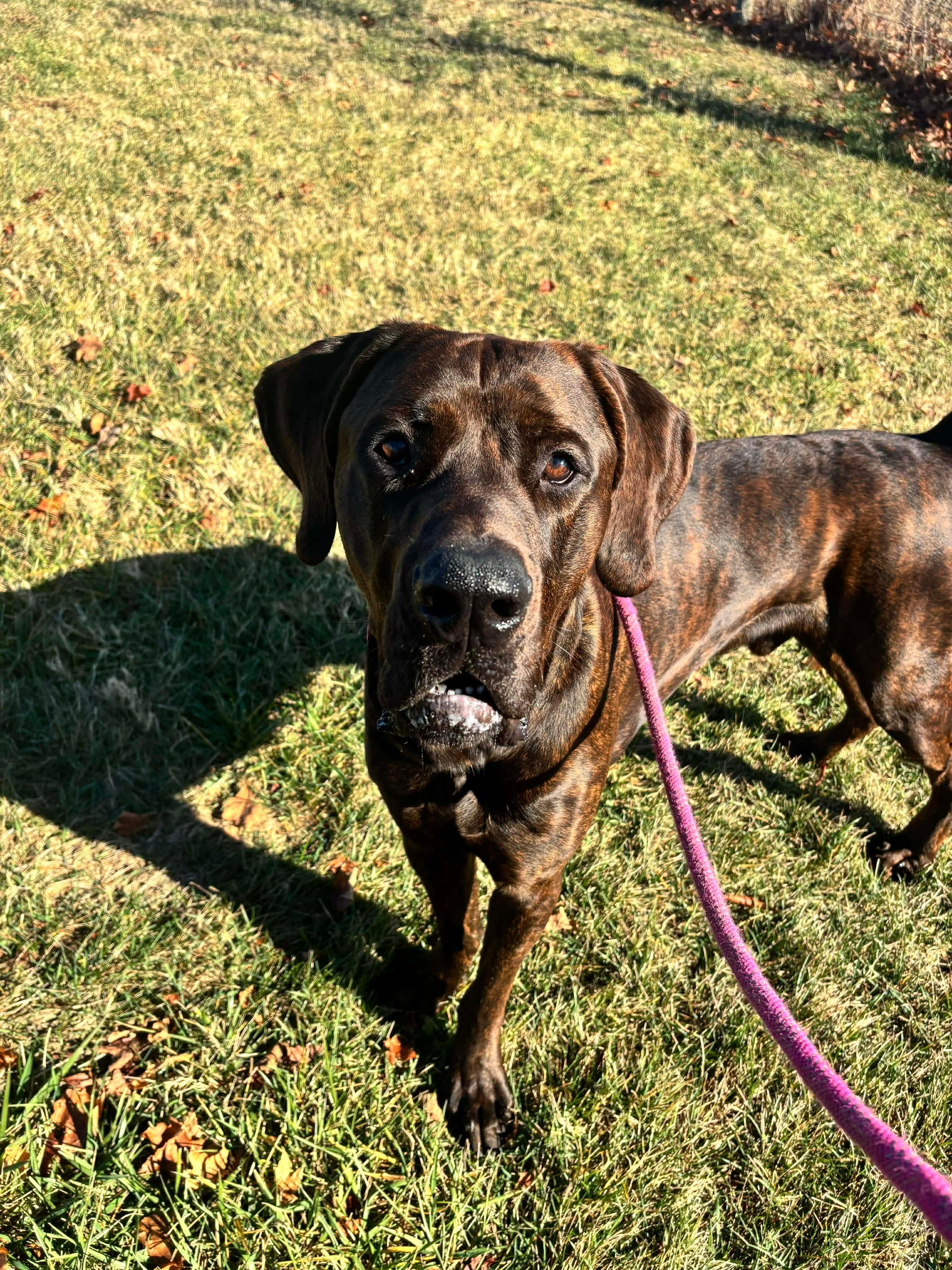 Lurch, a Adoptable mixed breed in Culpeper, VA image 5/6