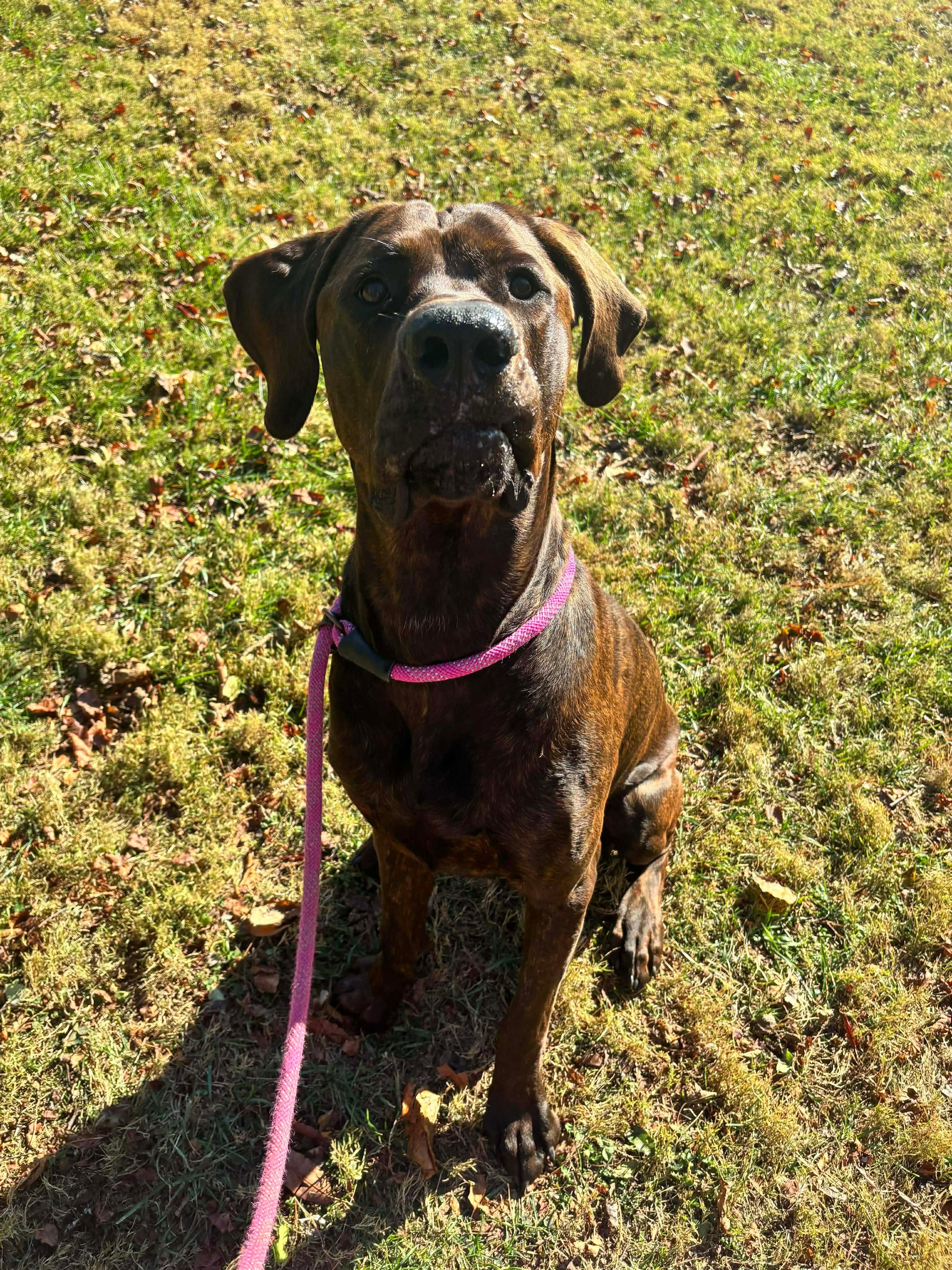 Lurch, a Adoptable mixed breed in Culpeper, VA image 6/6