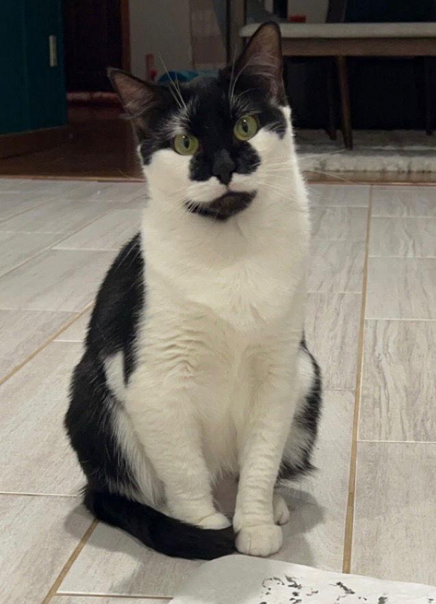 Spade, Adoptable, Adult Female Domestic Short Hair & Tuxedo.