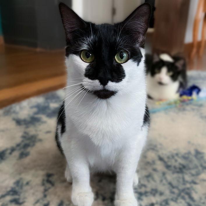 Spade, a Adoptable mixed breed in Dublin, OH image 2/3