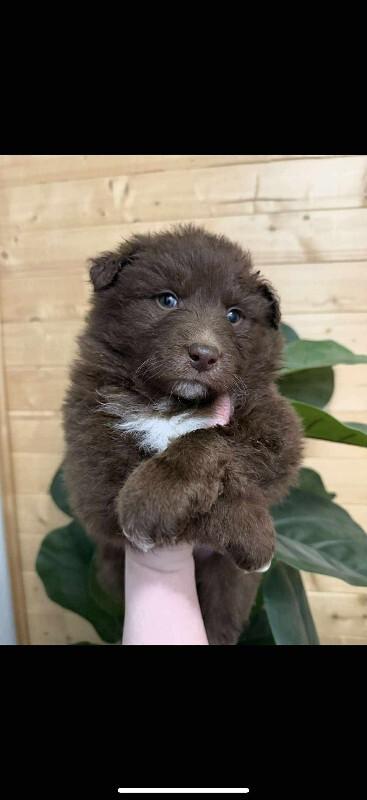 Enlarge Rudy, a ADOPTABLE mixed breed in Exshaw, AB image 1/1