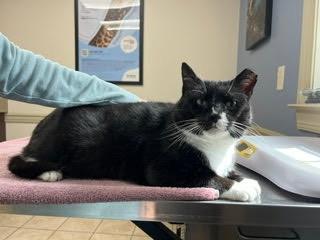 Enlarge Stanley, a ADOPTABLE Domestic Short Hair in Thurmont, MD image 2/6