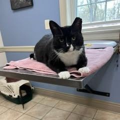 Stanley, ADOPTABLE, Adult Male Domestic Short Hair.