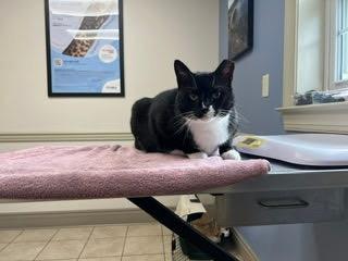 Enlarge Stanley, a ADOPTABLE Domestic Short Hair in Thurmont, MD image 4/6