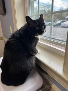 Enlarge Stanley, a ADOPTABLE Domestic Short Hair in Thurmont, MD image 6/6