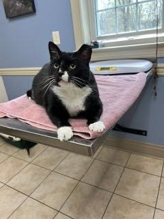 Enlarge Stanley, a ADOPTABLE Domestic Short Hair in Thurmont, MD image 3/6