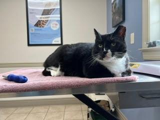 Enlarge Stanley, a ADOPTABLE Domestic Short Hair in Thurmont, MD image 5/6