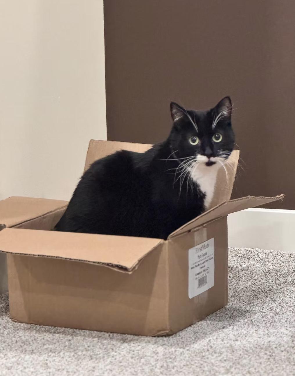 Enlarge Pop, a ADOPTABLE Domestic Short Hair in Calgary, AB image 2/4