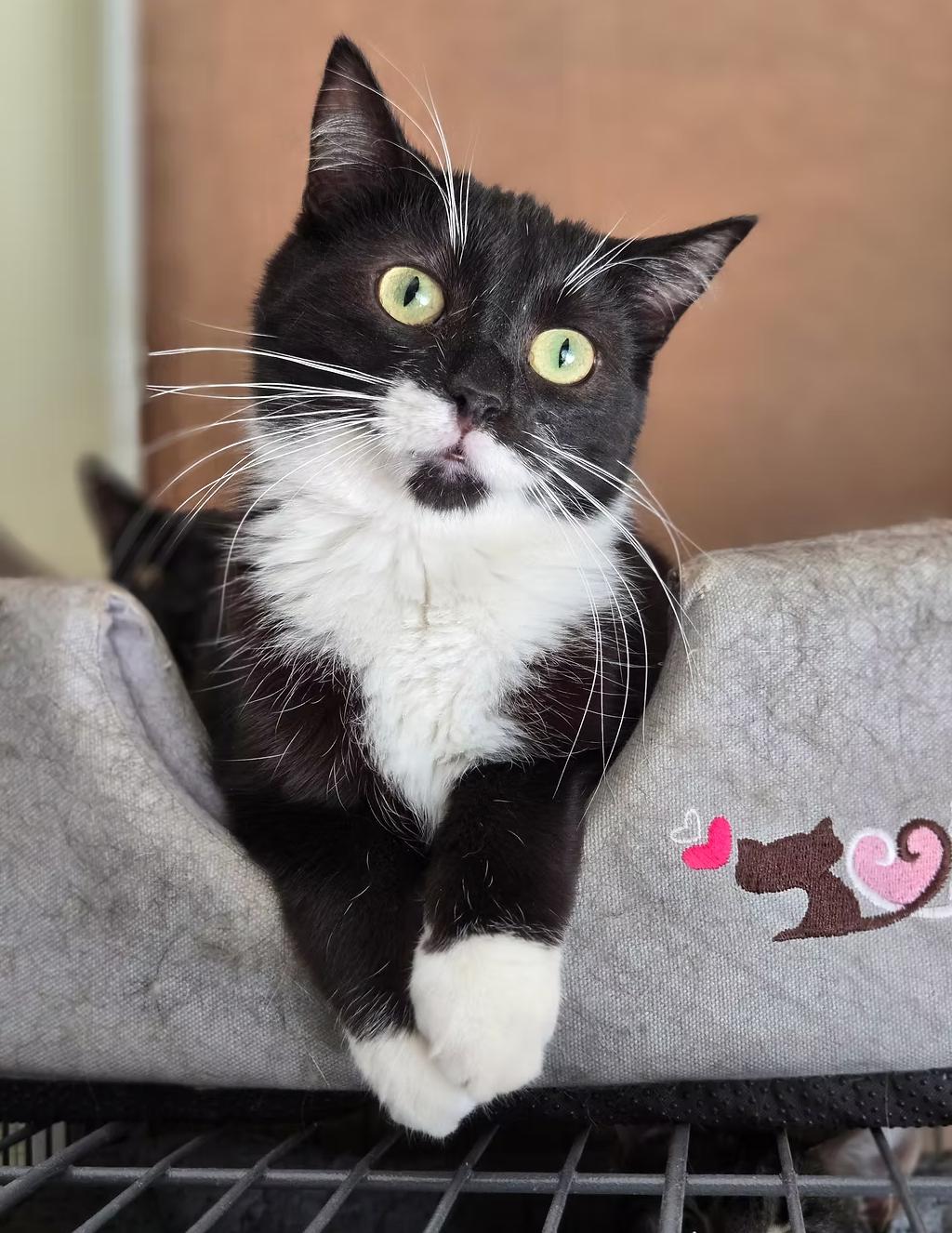 Pop, ADOPTABLE, Young Female Domestic Short Hair.