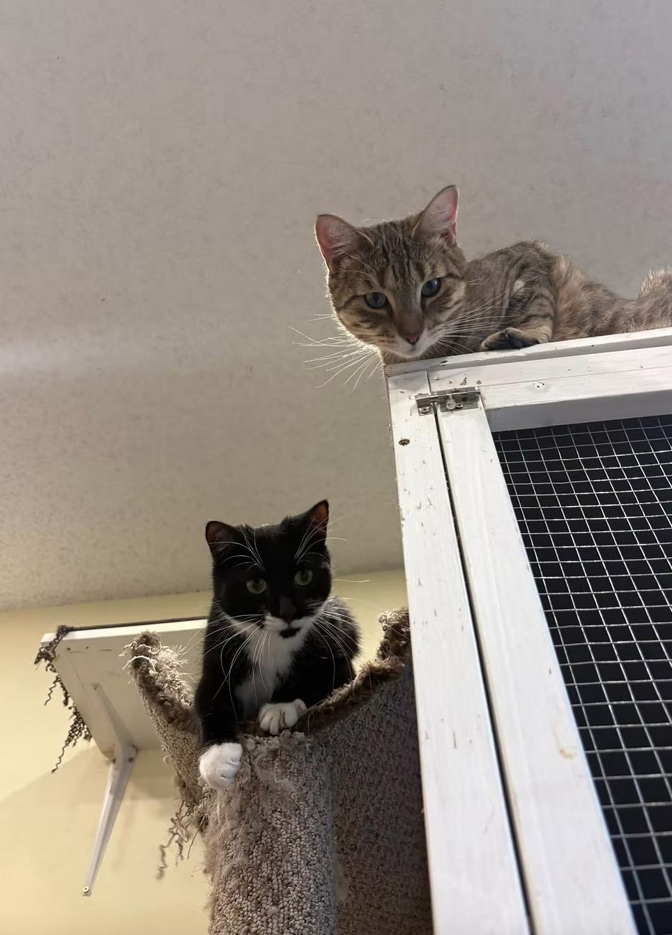 Enlarge Pop, a ADOPTABLE Domestic Short Hair in Calgary, AB image 4/4