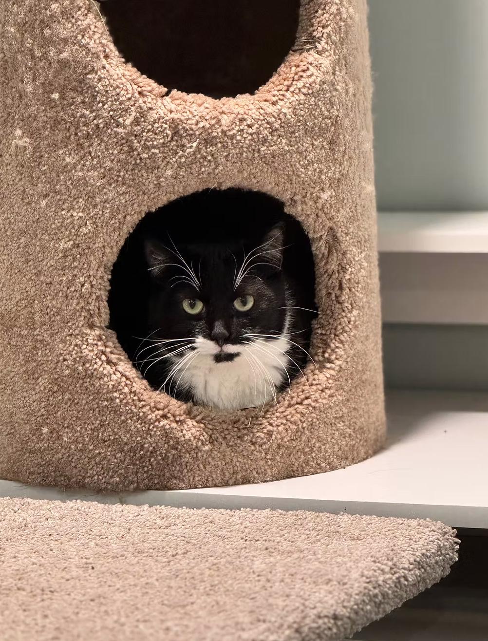 Enlarge Pop, a ADOPTABLE Domestic Short Hair in Calgary, AB image 3/4