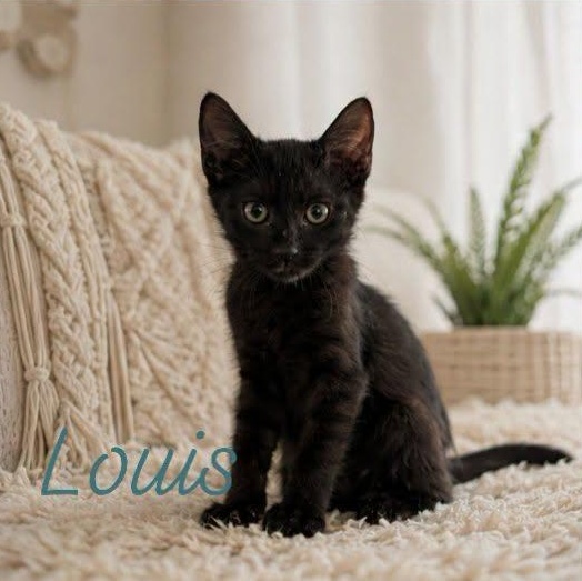 Louis, Adopted, Kitten Male Domestic Short Hair.