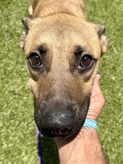 Cayde-6, a Adoptable mixed breed in Wichita, KS image 1/3