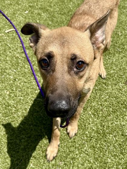 Cayde-6, a Adoptable mixed breed in Wichita, KS image 2/3
