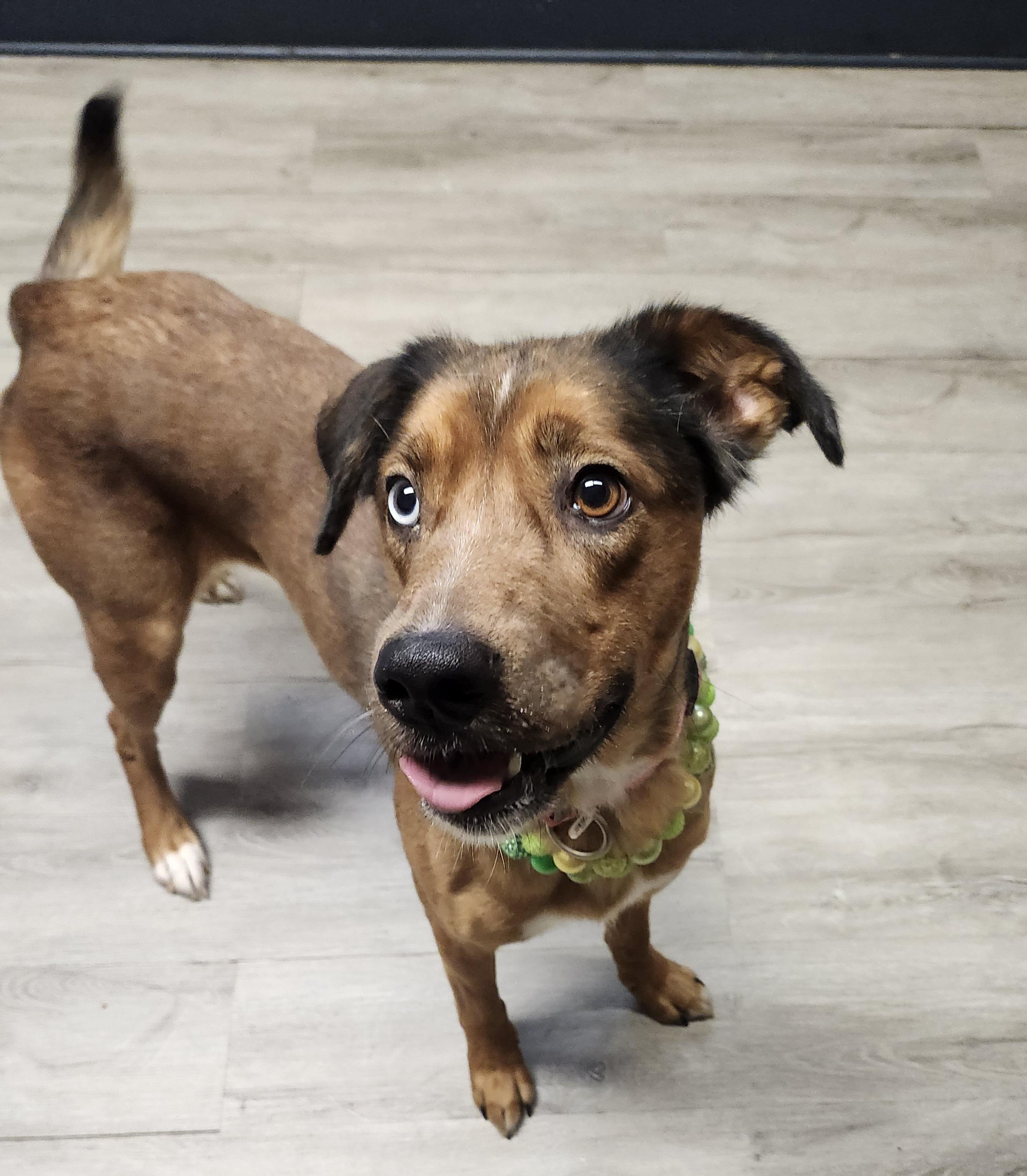 Enlarge Pumpkin, an adopted mixed breed in Mansfield, OH image 3/4