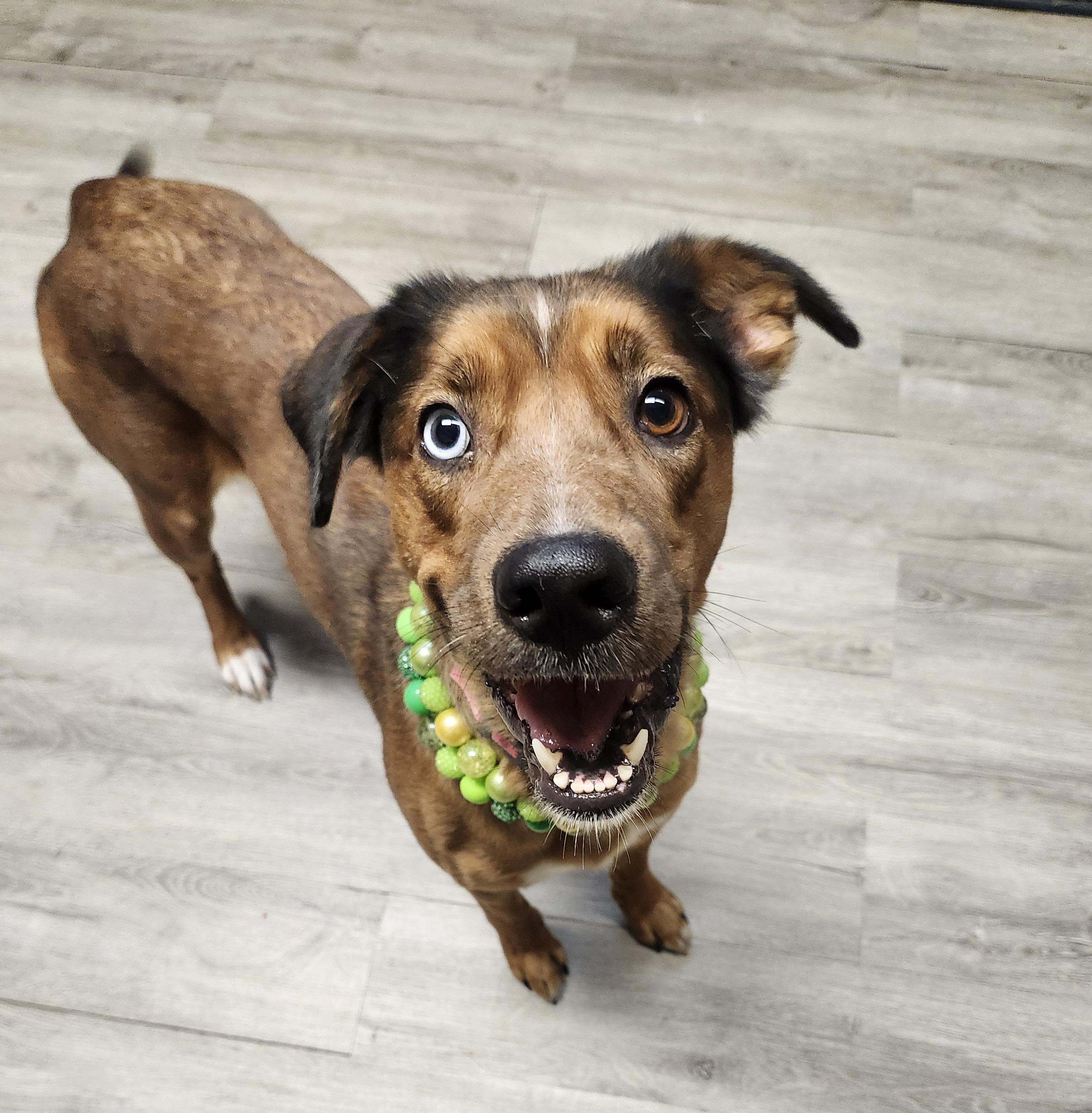 Enlarge Pumpkin, an adopted mixed breed in Mansfield, OH image 2/4