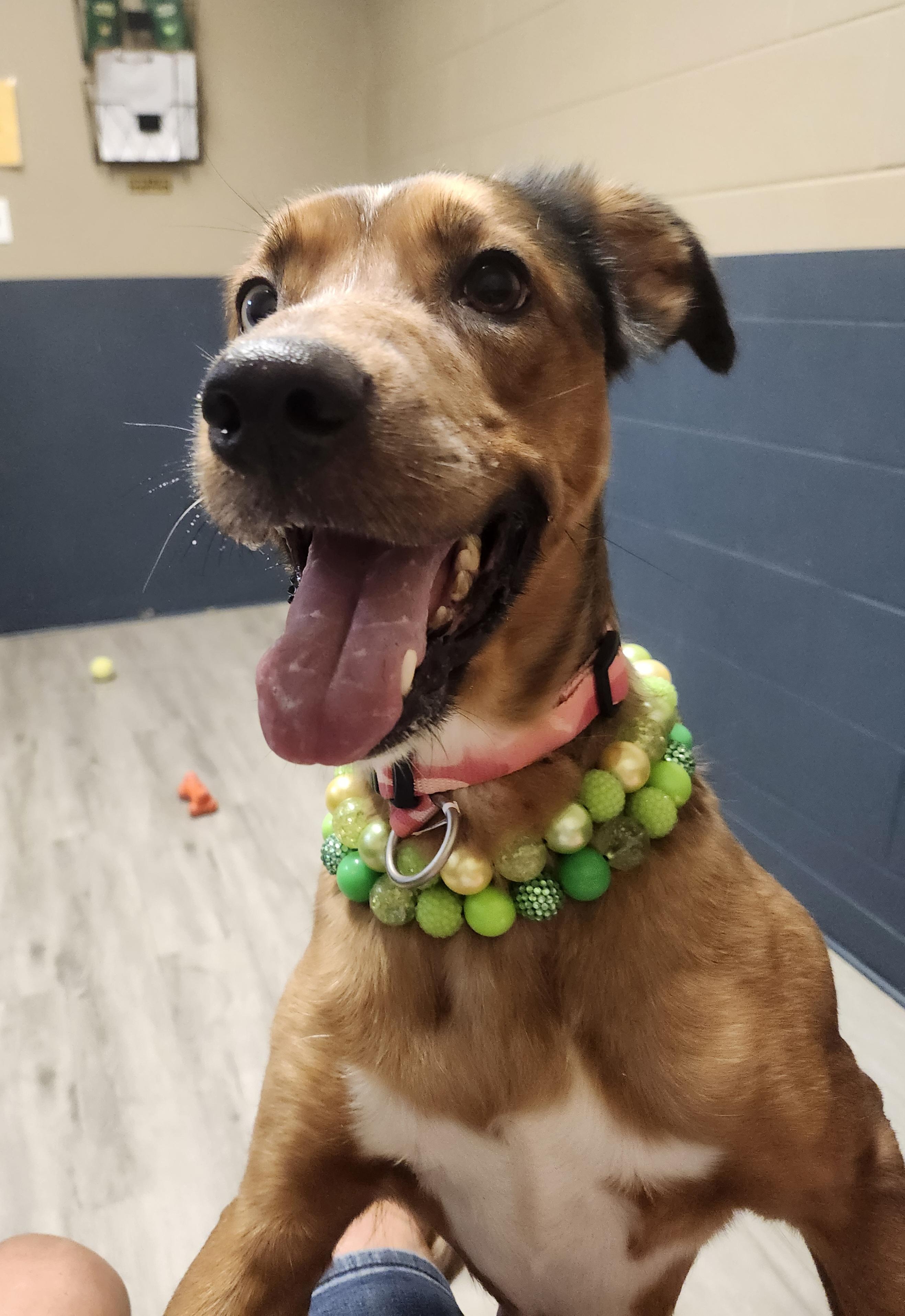 Enlarge Pumpkin, an adopted mixed breed in Mansfield, OH image 4/4