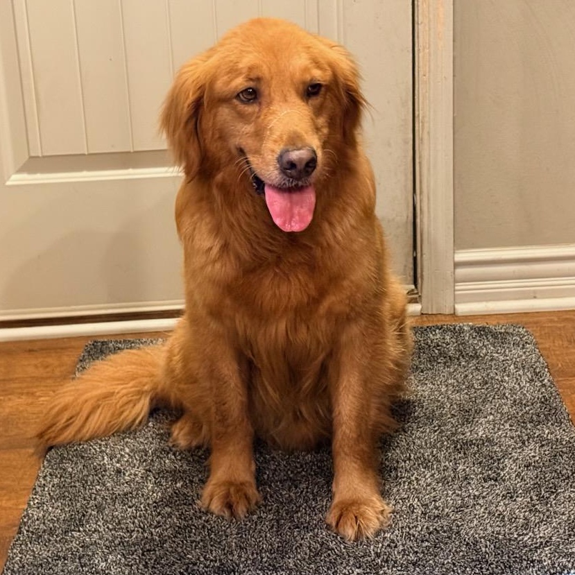Billy Bob, adoptable, Adult Male Golden Retriever.
