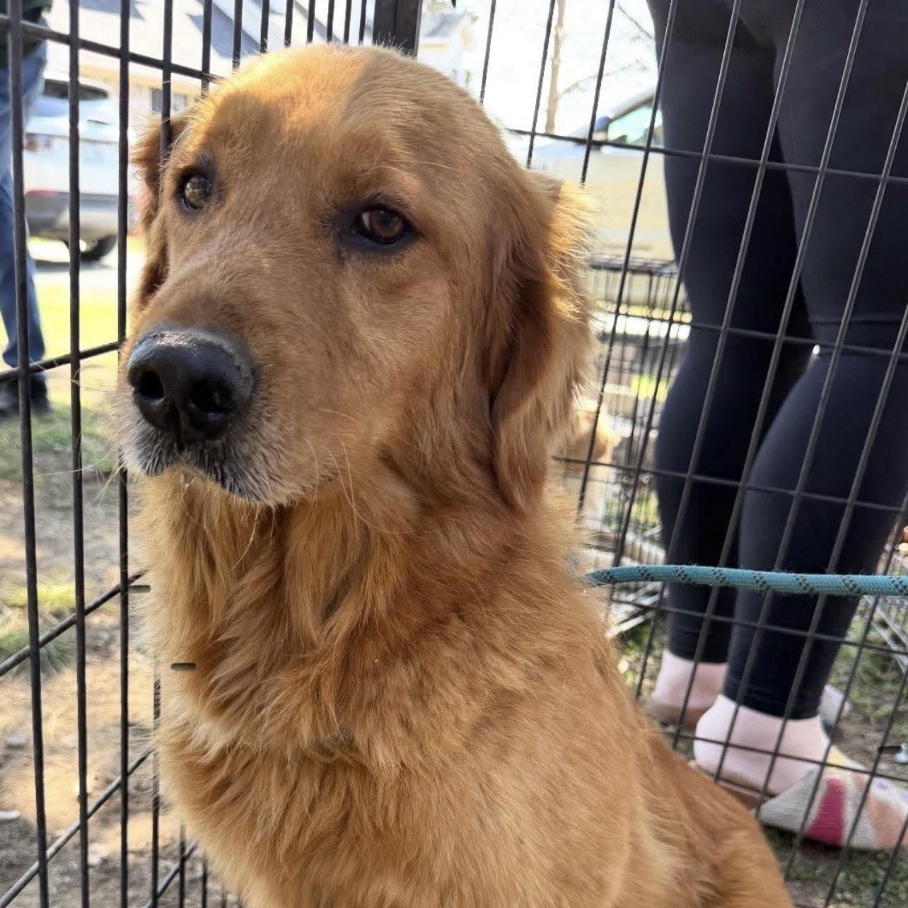 Enlarge Billy Bob, an adoptable Golden Retriever in Blue Springs, MO image 2/2