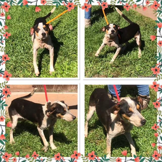 HAZAN, Adoptable, Young Female Mixed Breed.